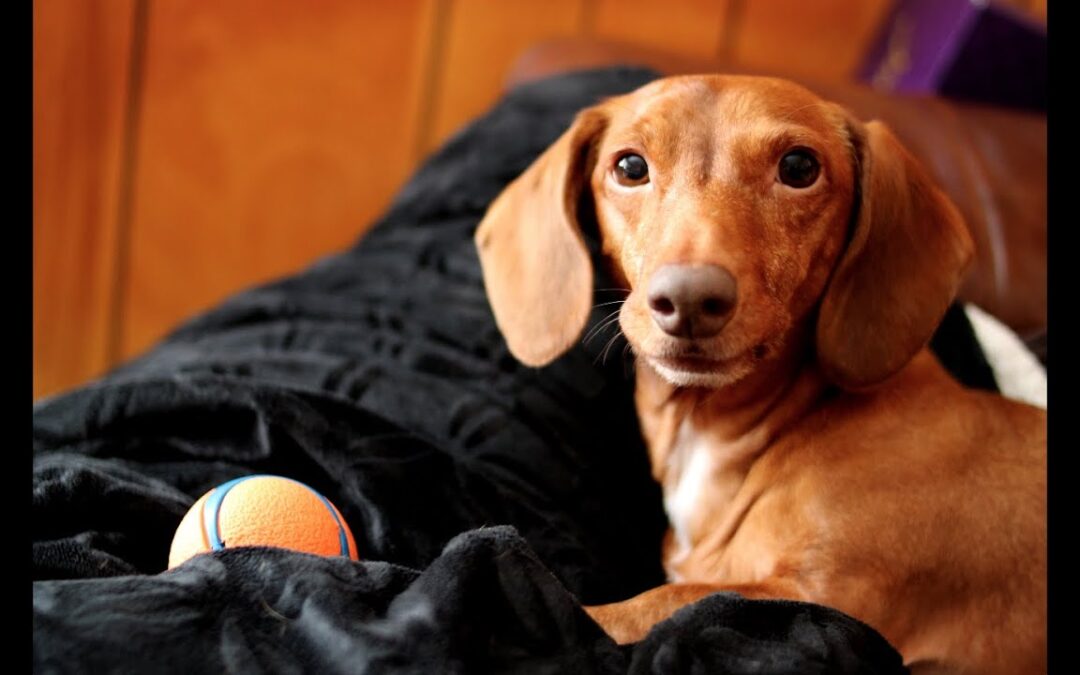 Why Animals Are the Best Part of Life – A Heartfelt Note from DJ iSizzle